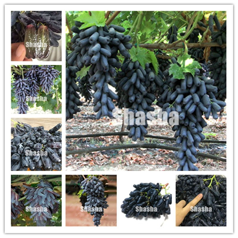 10 Pcs Black Finger Grape America Giant Grape Bonsai Edible Succulent Fruit Tree Perennial Indoor home garden Potted Plants