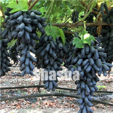 Load image into Gallery viewer, 10 Pcs Black Finger Grape America Giant Grape Bonsai Edible Succulent Fruit Tree Perennial Indoor home garden Potted Plants