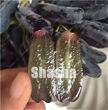 Load image into Gallery viewer, 10 Pcs Black Finger Grape America Giant Grape Bonsai Edible Succulent Fruit Tree Perennial Indoor home garden Potted Plants