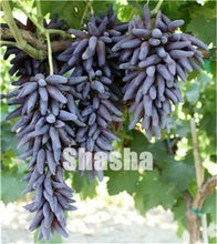 Load image into Gallery viewer, 10 Pcs Black Finger Grape America Giant Grape Bonsai Edible Succulent Fruit Tree Perennial Indoor home garden Potted Plants