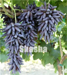 10 Pcs Black Finger Grape America Giant Grape Bonsai Edible Succulent Fruit Tree Perennial Indoor home garden Potted Plants