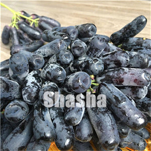 10 Pcs Black Finger Grape America Giant Grape Bonsai Edible Succulent Fruit Tree Perennial Indoor home garden Potted Plants