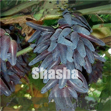 Load image into Gallery viewer, 10 Pcs Black Finger Grape America Giant Grape Bonsai Edible Succulent Fruit Tree Perennial Indoor home garden Potted Plants
